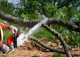 Trusted Arizona City, AZ Tree Care Services Experts