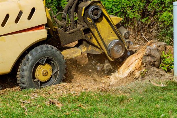 How Our Tree Care Process Works  in  Arizona City, AZ